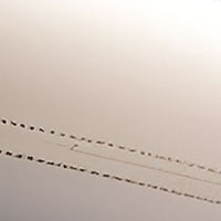 the-needle-skinthe-needle-24-127.webp